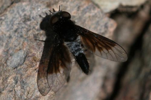 Chalcochiton holosericea