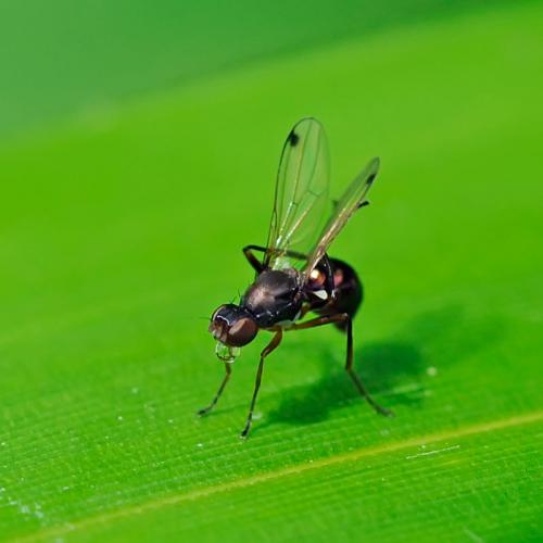 Réf. 89 334 : Sepsis sp.