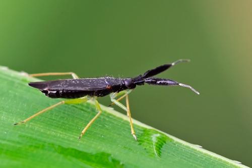 Réf. 89 337 : Heterotoma planicornis