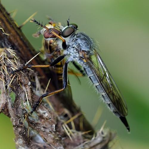 Réf. 89 608 : Neomochtherus geniculatus