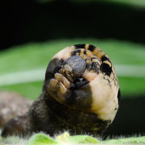 Deilephila elpenor