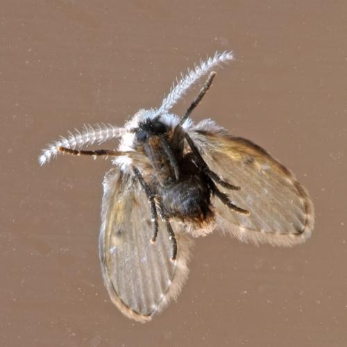 Clogmia albipunctata