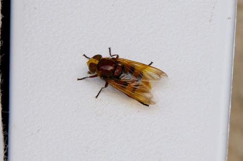 Volucella zonaria