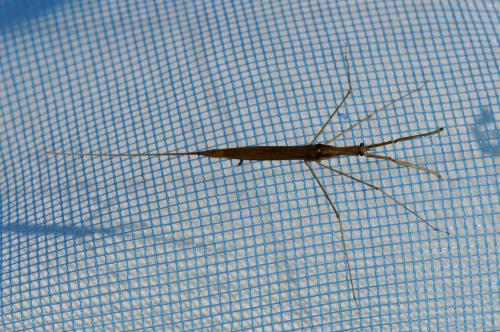 Réf. 89 976 : Ranatra linearis