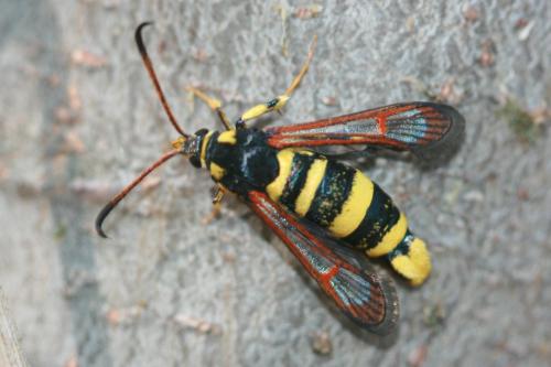 Synanthedon theryi
