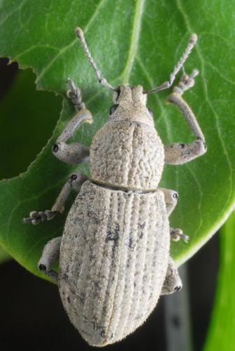 Geonemus flabellipes