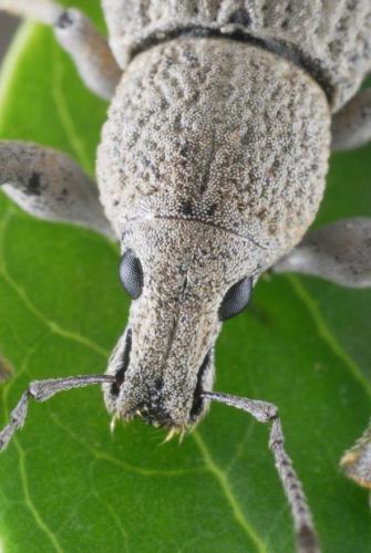 Geonemus flabellipes