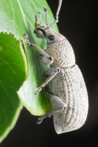 Geonemus flabellipes