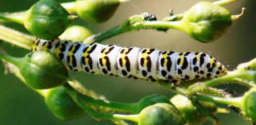 Cucullia scrophulariae