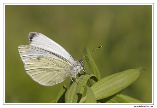 Réf. 89 747 : Pieris napi