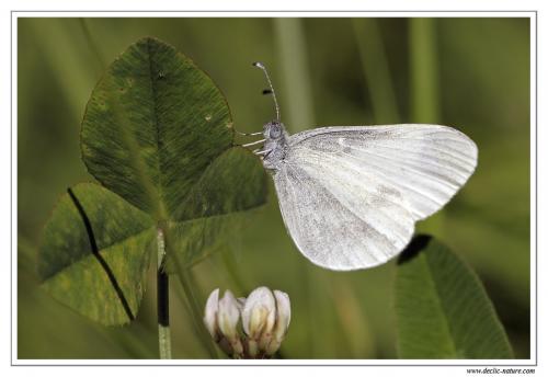 Leptidea sp.
