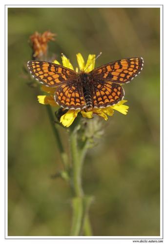 Melitaea sp.