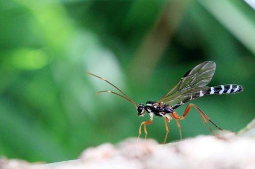 Rhyssa amoena