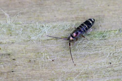 Tomocerus vulgaris