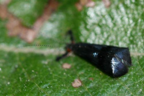 Réf. 89 244 : Mystacides sp.