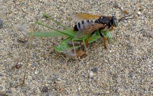 Tachytes etruscus