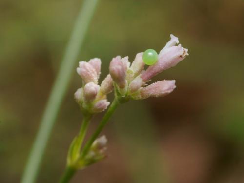 Réf. 89 352 : Macroglossum stellatarum