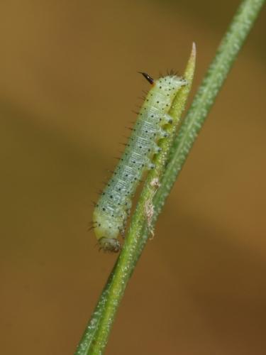 Macroglossum stellatarum