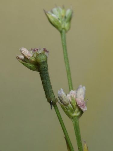 Macroglossum stellatarum