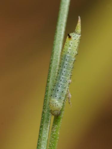 Macroglossum stellatarum