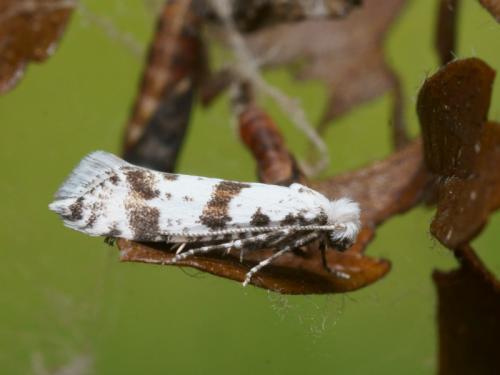 Scythropia crataegella