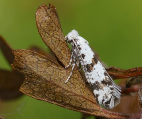 Scythropia crataegella