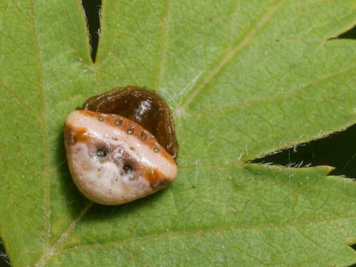 Cyrtarachne ixoides