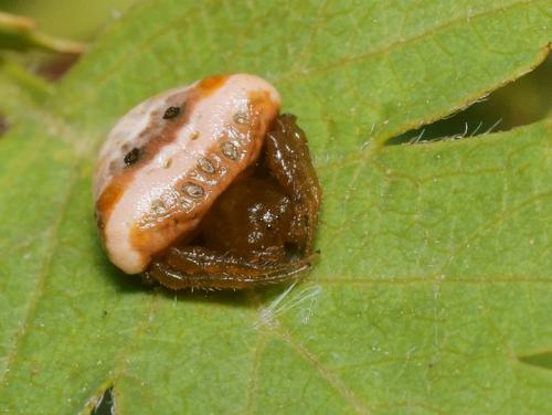 Réf. 89 367 : Cyrtarachne ixoides