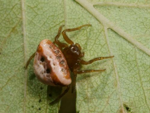 Cyrtarachne ixoides