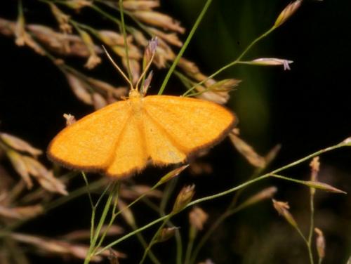Réf. 89 202 : Idaea flaveolaria