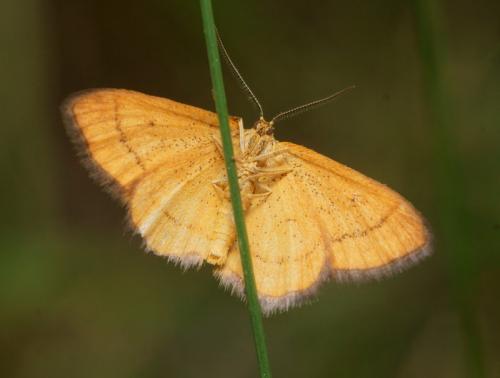 Réf. 89 201 : Idaea flaveolaria