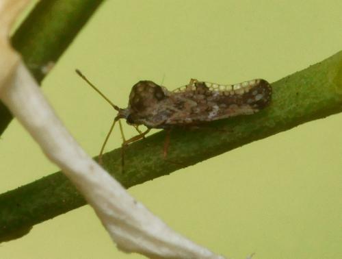 Réf. 89 836 : Corythauma ayyari