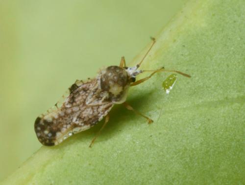 Corythauma ayyari