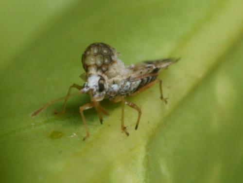 Corythauma ayyari