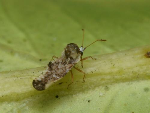 Corythauma ayyari