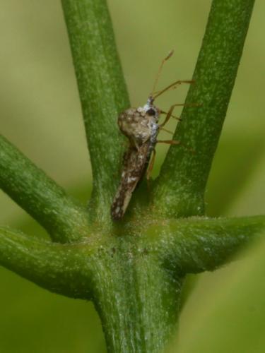 Corythauma ayyari