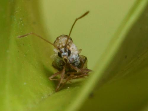 Corythauma ayyari