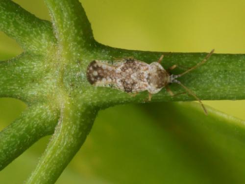 Corythauma ayyari