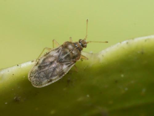 Monosteira unicostata
