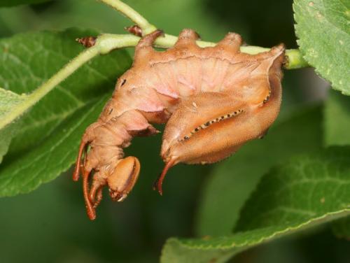 Réf. 89 203 : Stauropus fagi
