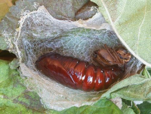 Stauropus fagi