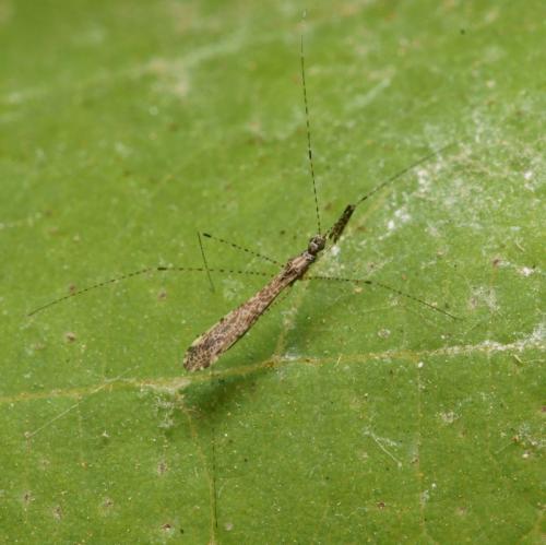 Réf. 89 989 : Empicoris sp.