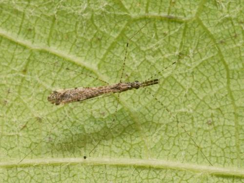 Réf. 89 990 : Empicoris sp.