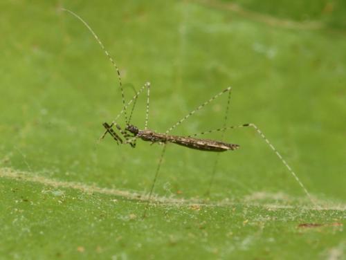 Réf. 89 992 : Empicoris sp.