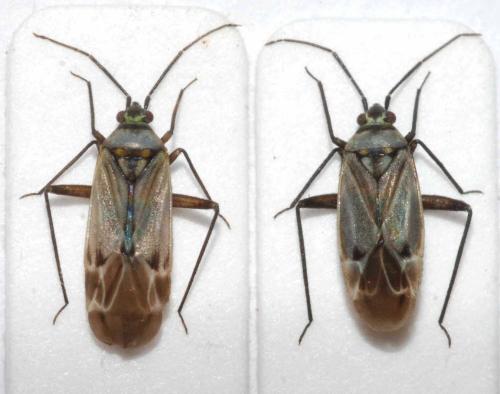 Réf. 89 304 : Macrotylus herrichi