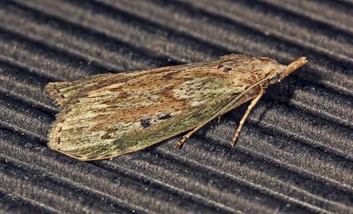 Réf. 89 212 : Aphomia sociella