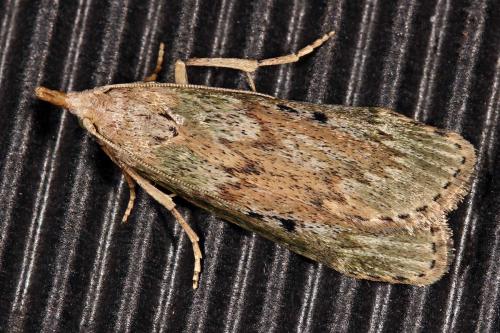 Réf. 89 213 : Aphomia sociella