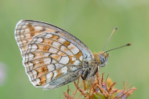 Argynnis niobe
