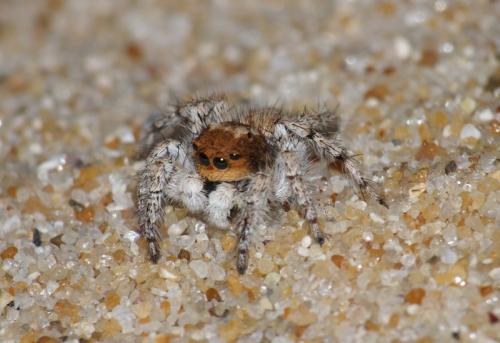 Aelurillus sp.