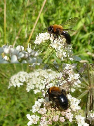 Réf. 89 002 : Andrena thoracica